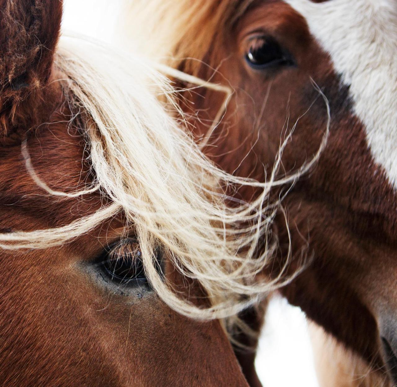 Hestaland Guesthouse Horse Farm Stay Statharhus Esterno foto